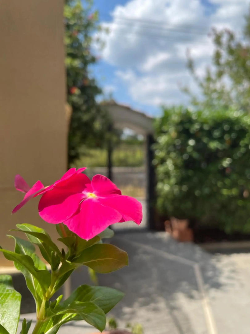 Vesuvius garden