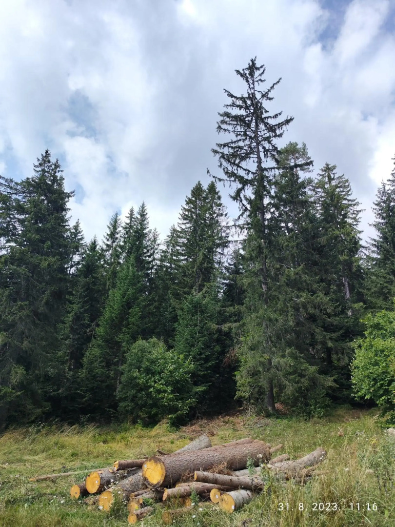 Vila Carobna suma Tara