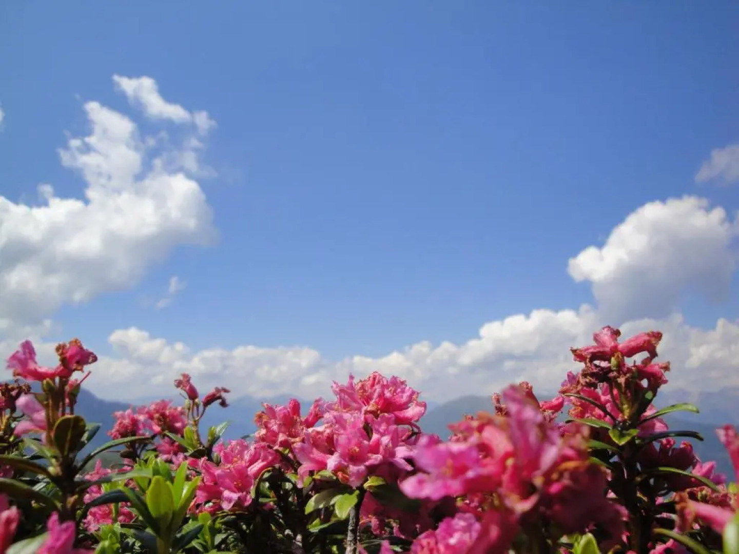 Hotel Pension St. Leonhard