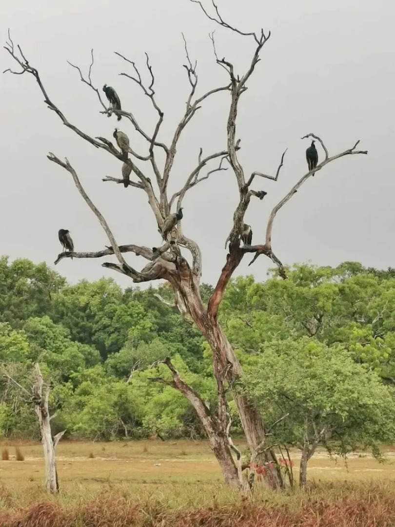 Seth Dev Lagoon Chalets Kalpitiya