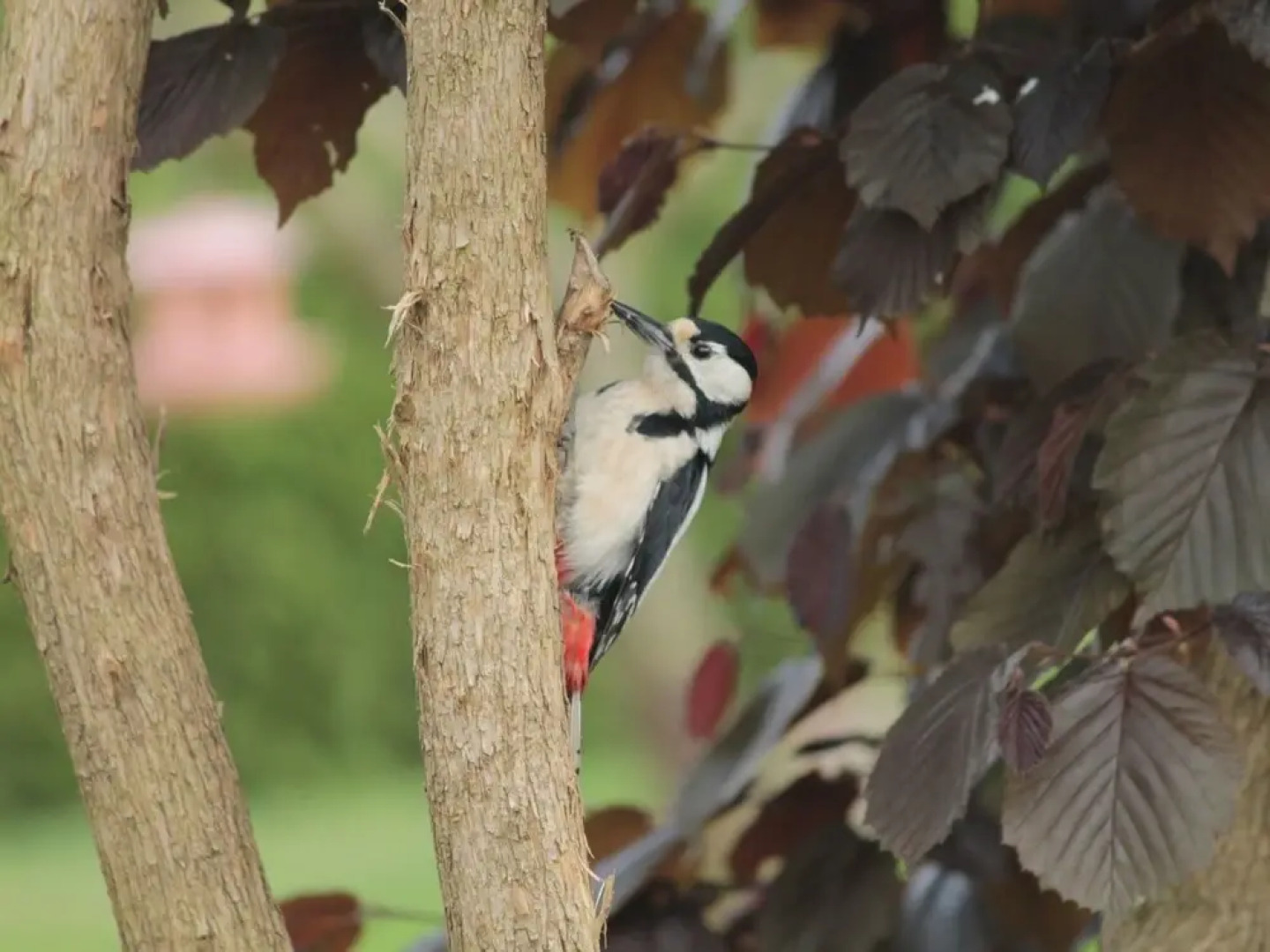 Sunlit Apartment with Garden in Steffenshagen