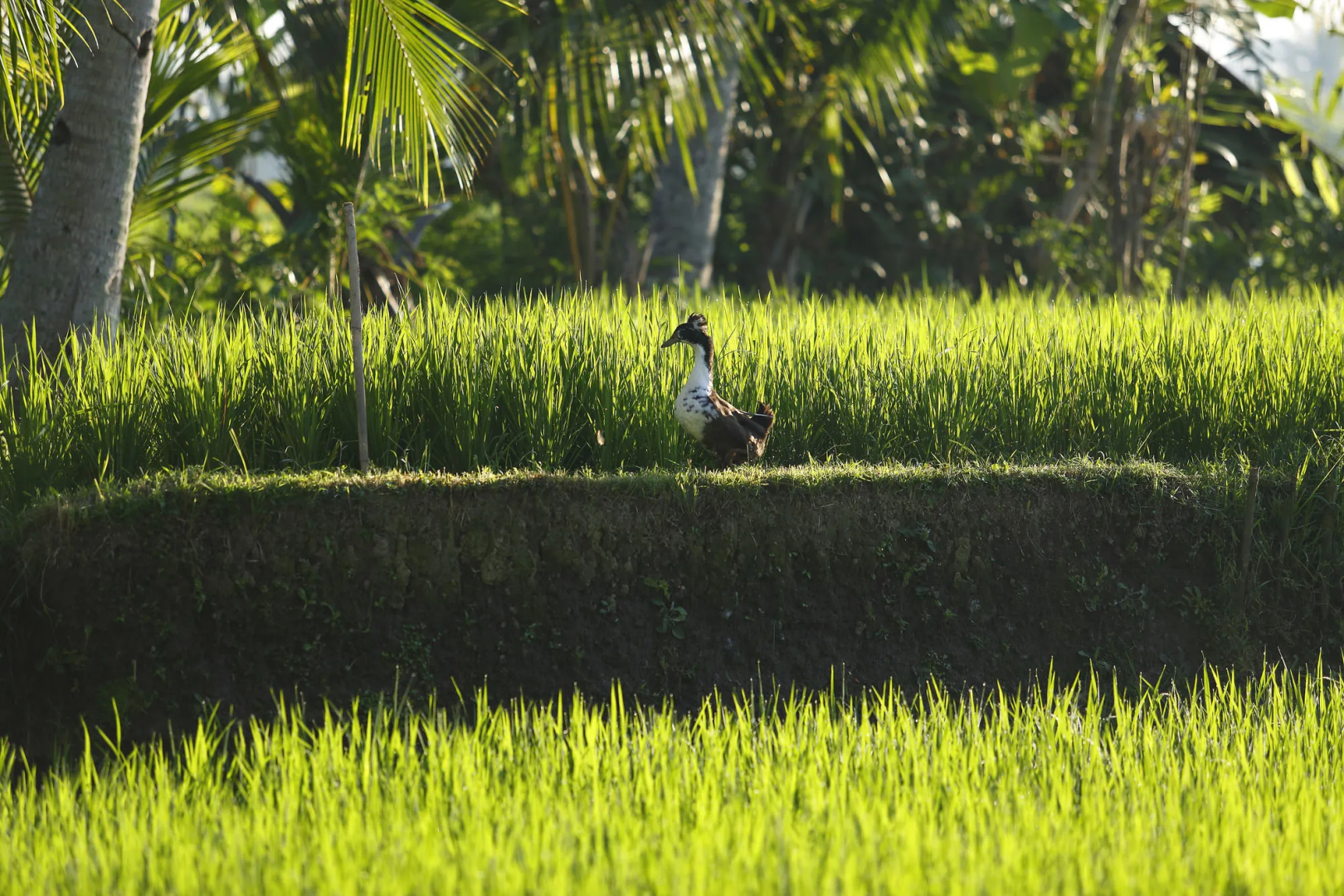 The LUXE Ubud, a Boutique Hotel