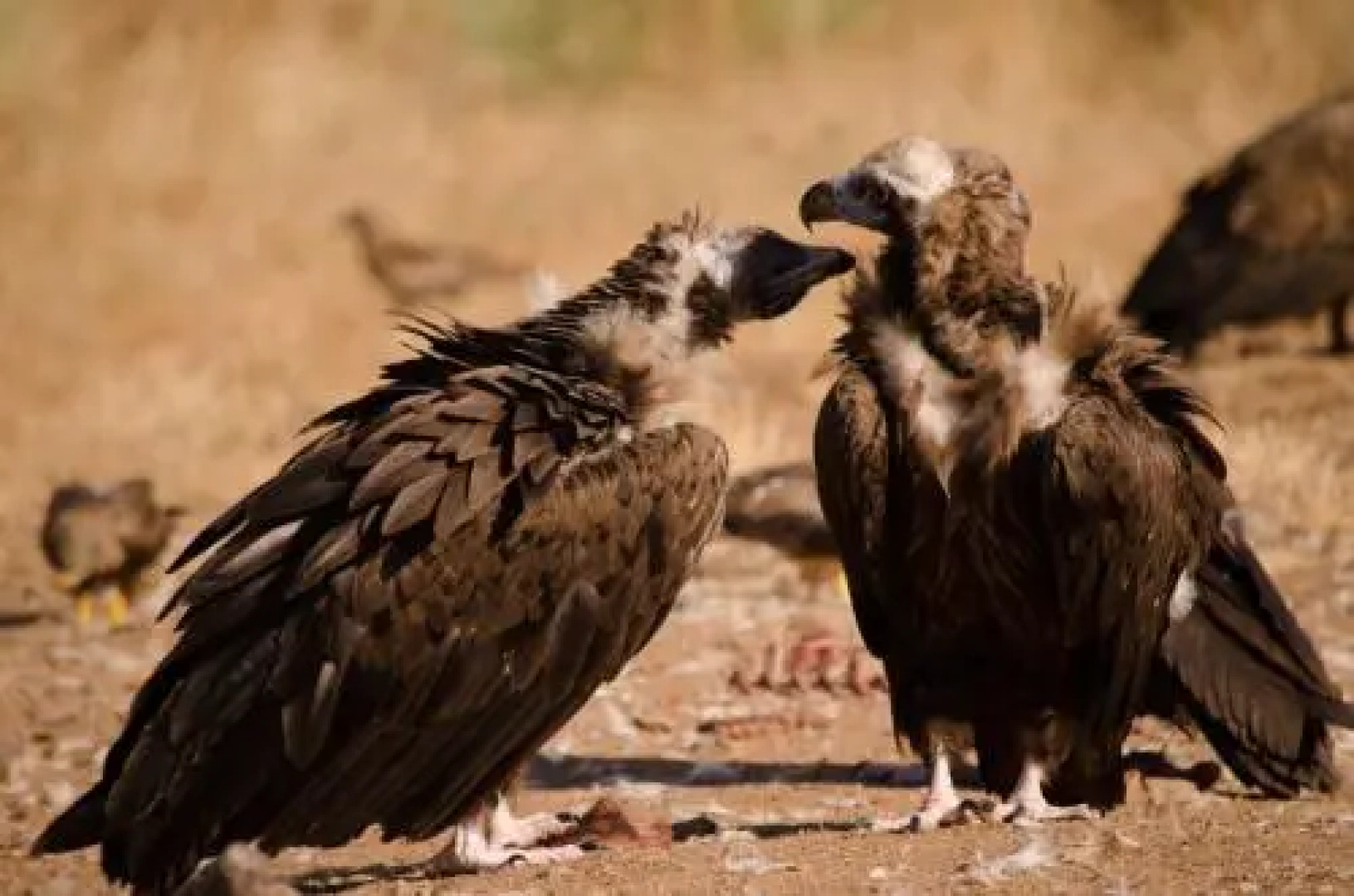 Casa Rural la Cañada