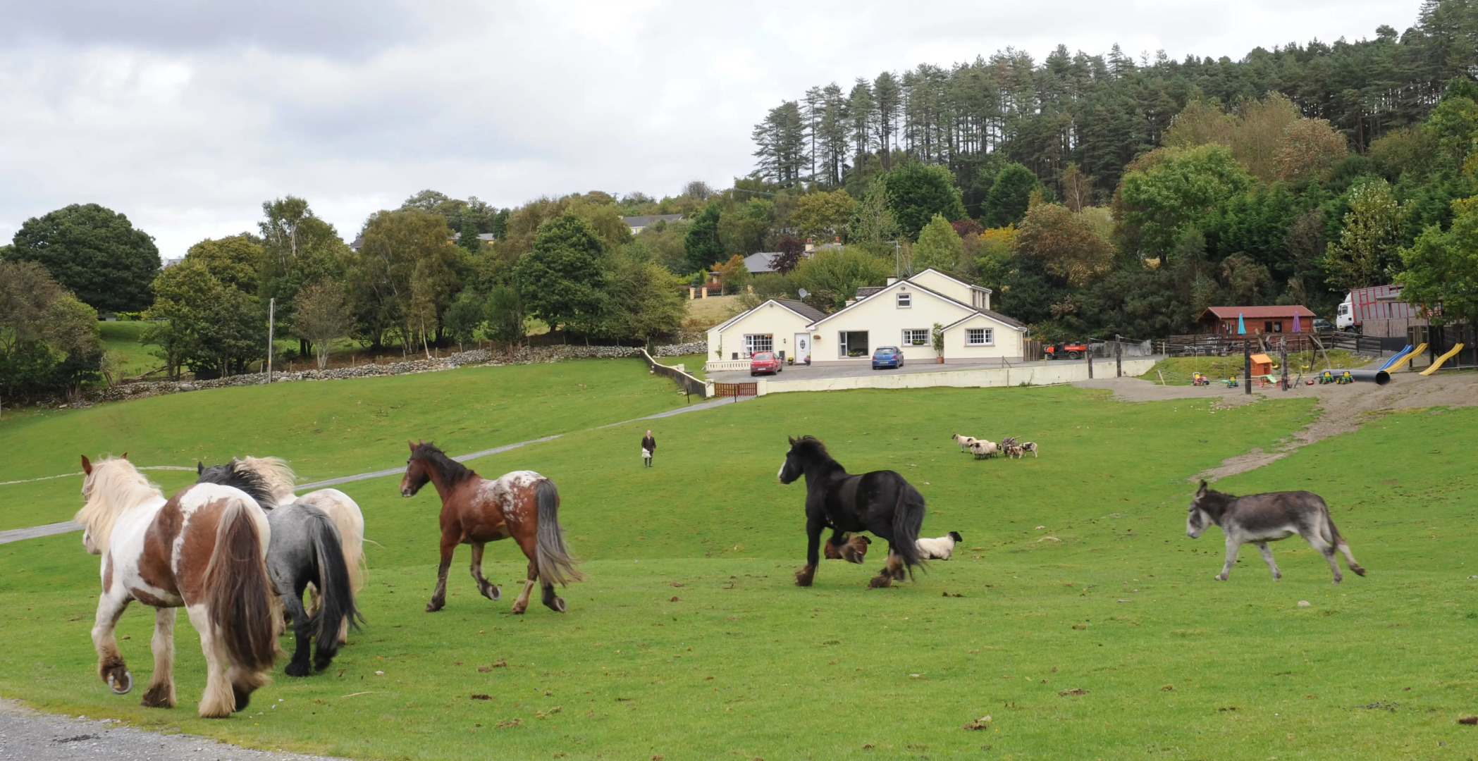 Muckross Riding Stables