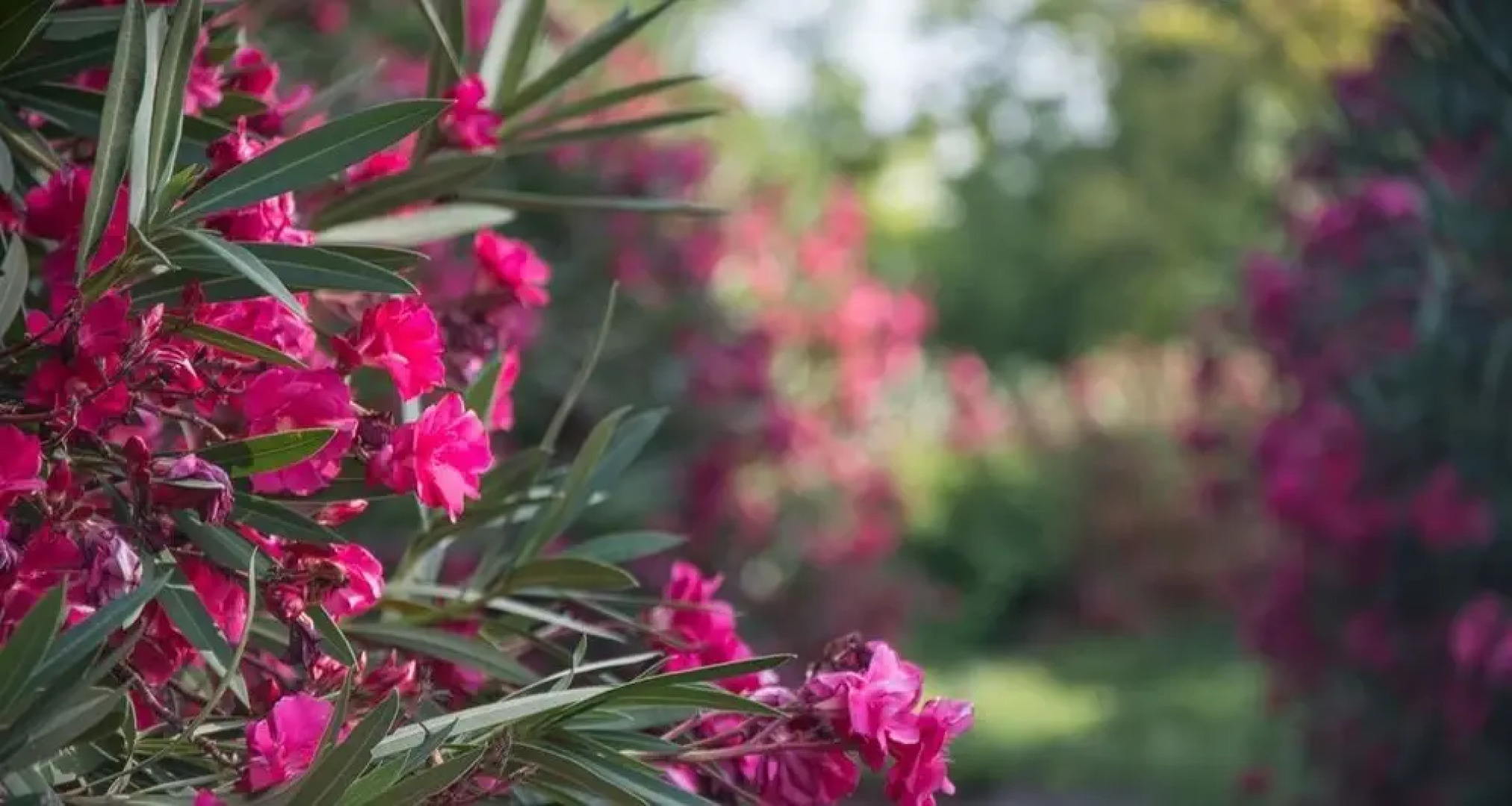 Hotel Rural 26 Labrador Adults only