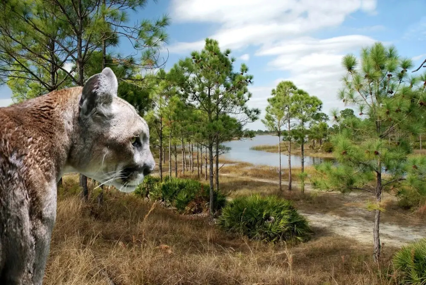 The Pineapple Cottage