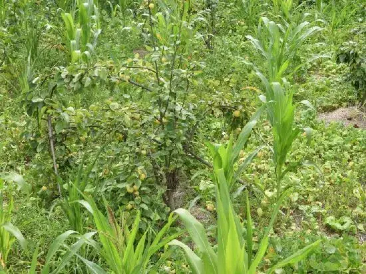 Hongguoguo Farm Stay