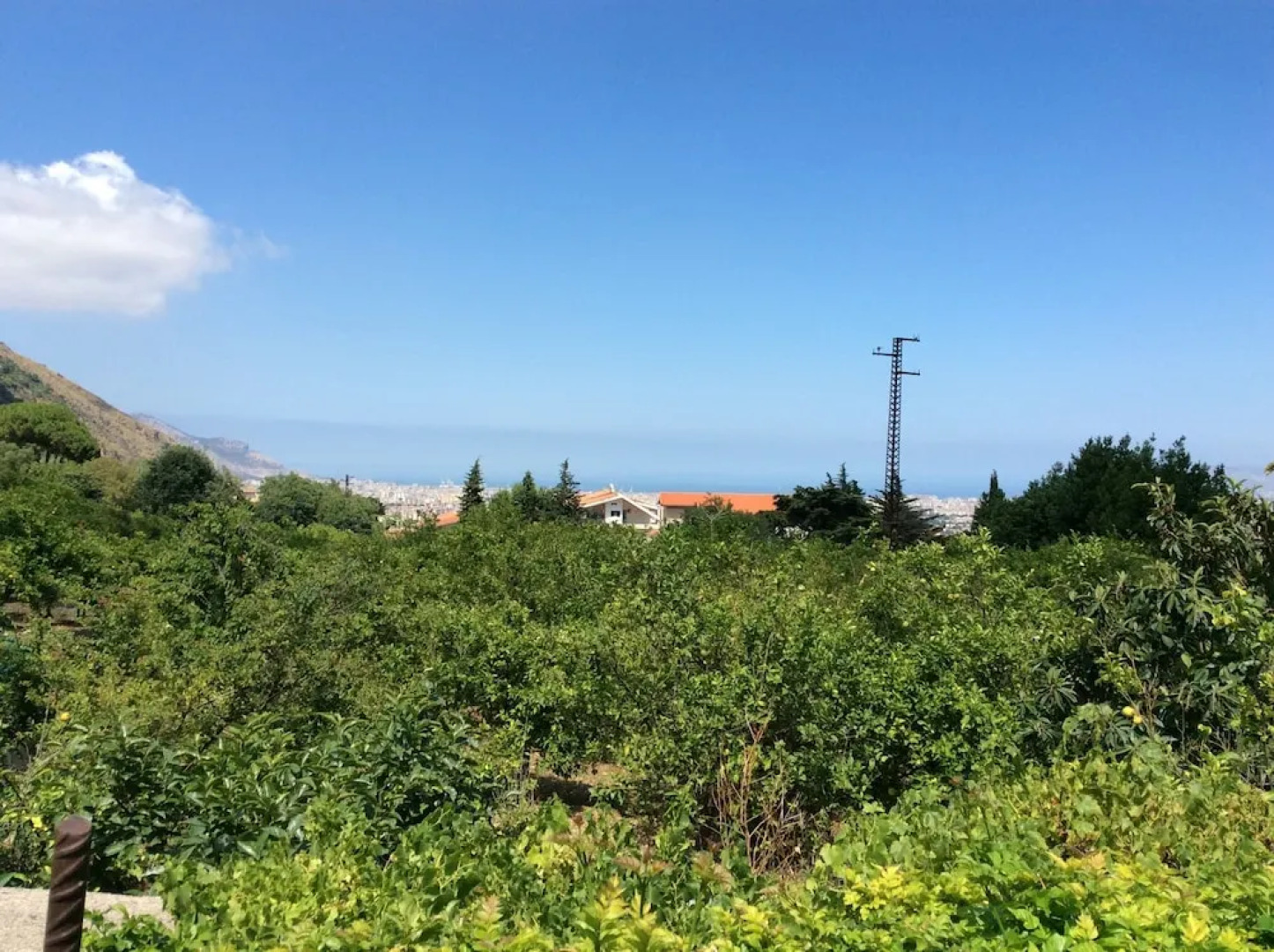 Antico Limoneto Conca D'Oro