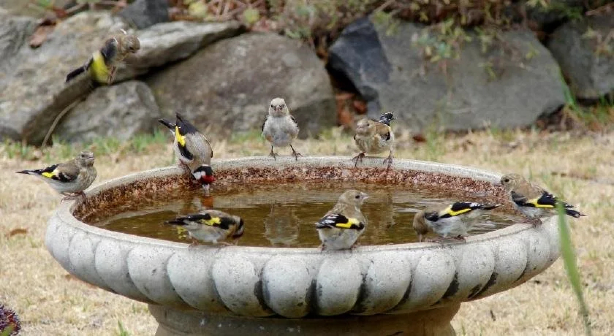 Austiny Bed and Breakfast Victor Harbor