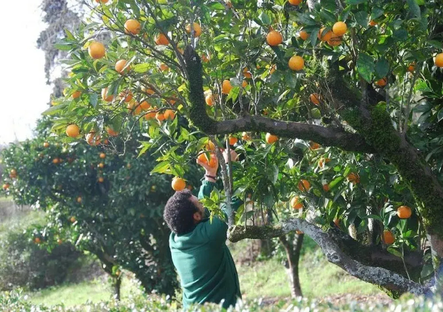 Gato Preto de Silves