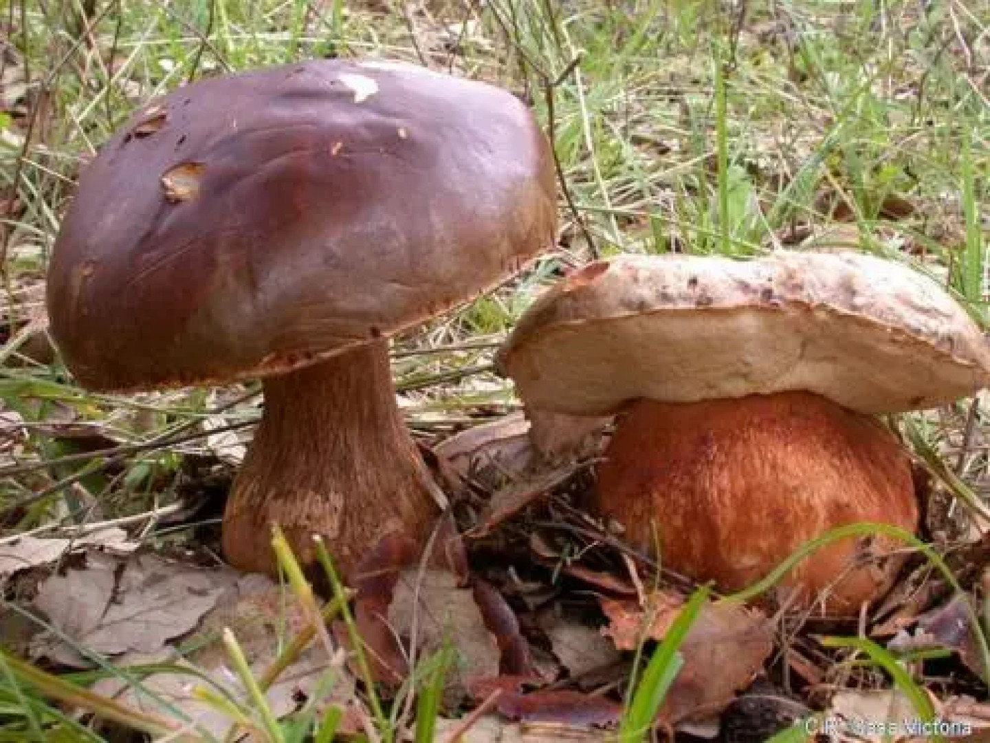 Conjunto Rural Casa Victoria