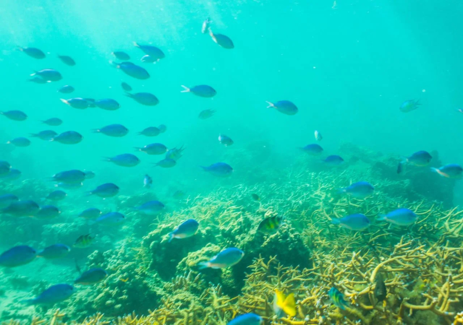 Plantation Island Resort