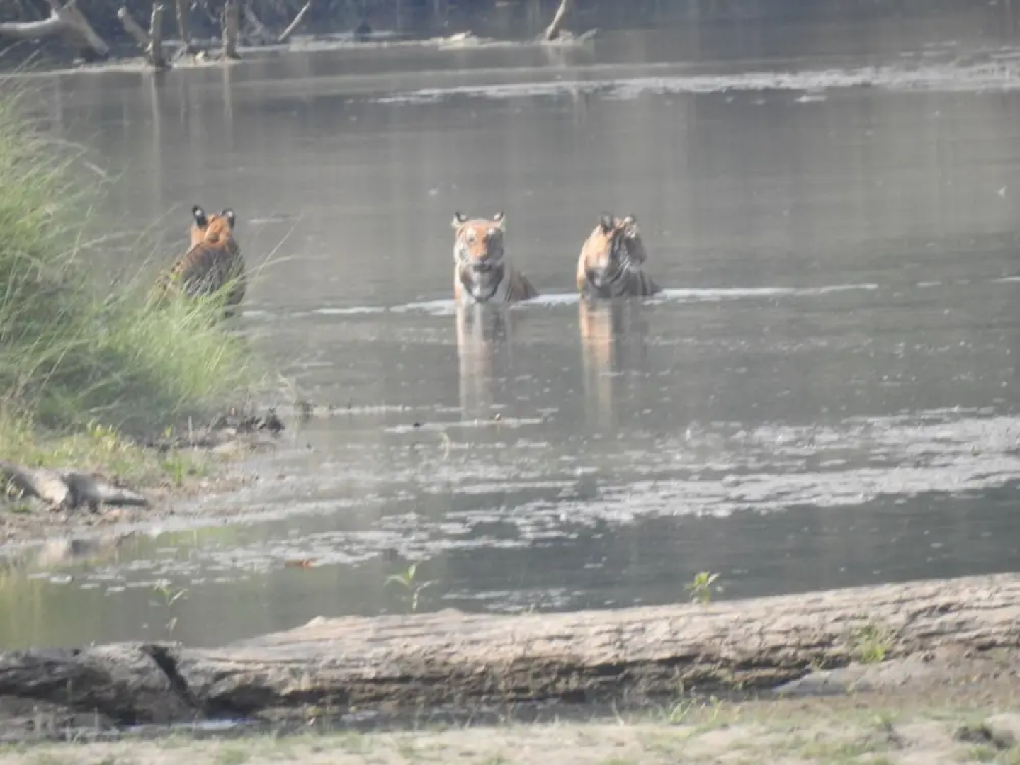 Rhino Lodge Bardia