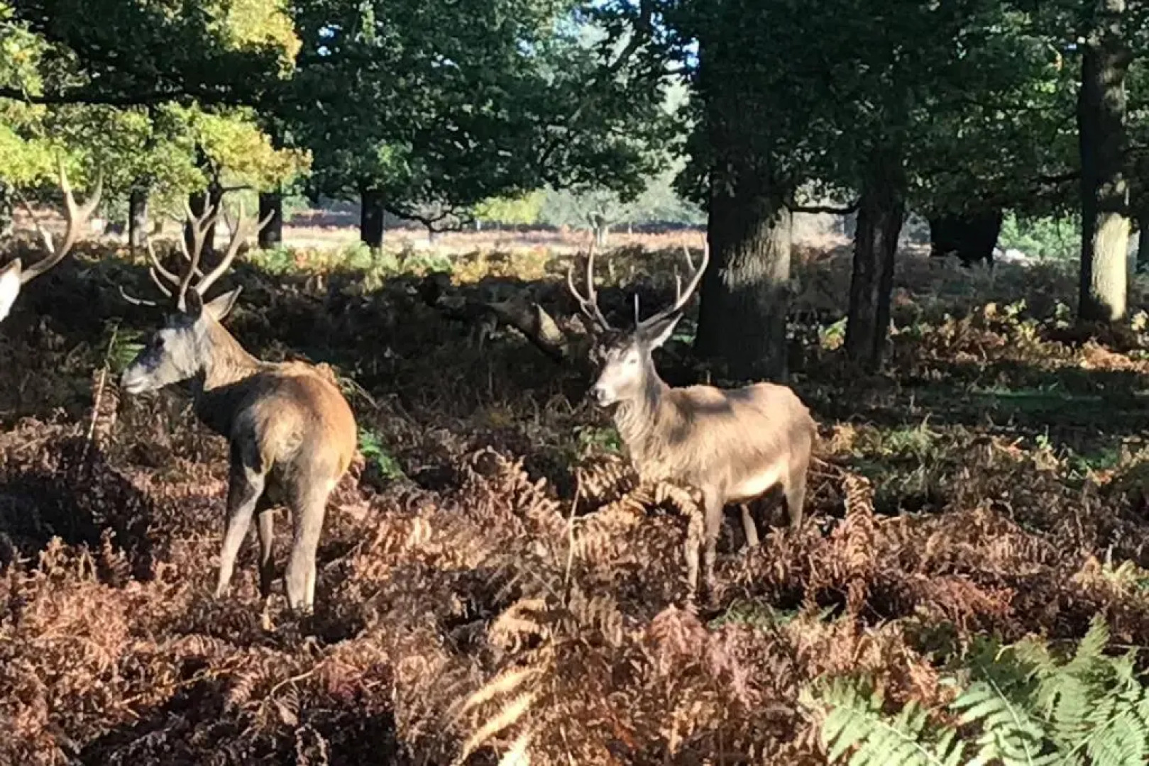 Stags View,Unique eco cabin, Dartmoor views