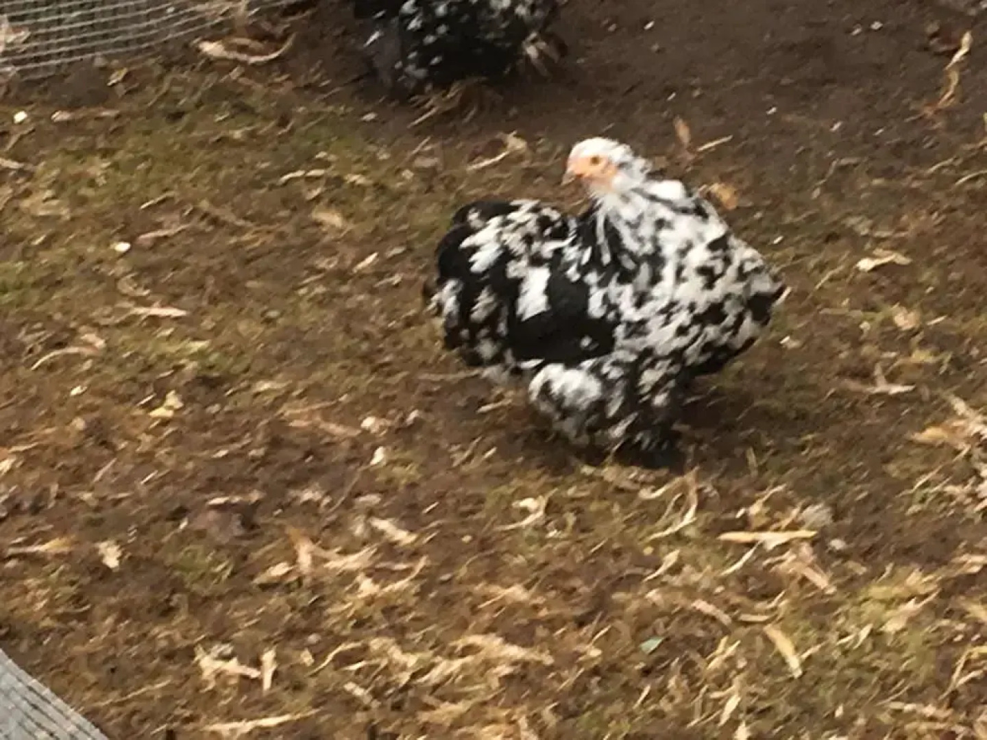 Pensionat Lugn&Ro&Minizoo