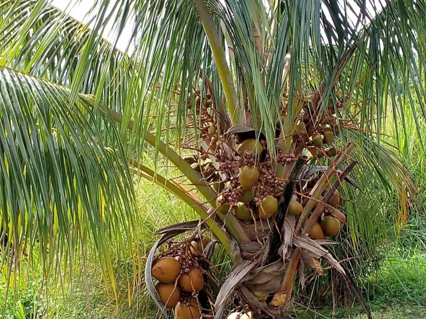 Chambre chez l'habitant avec piscine privative et vue panoramique sur la mer des cara¿s