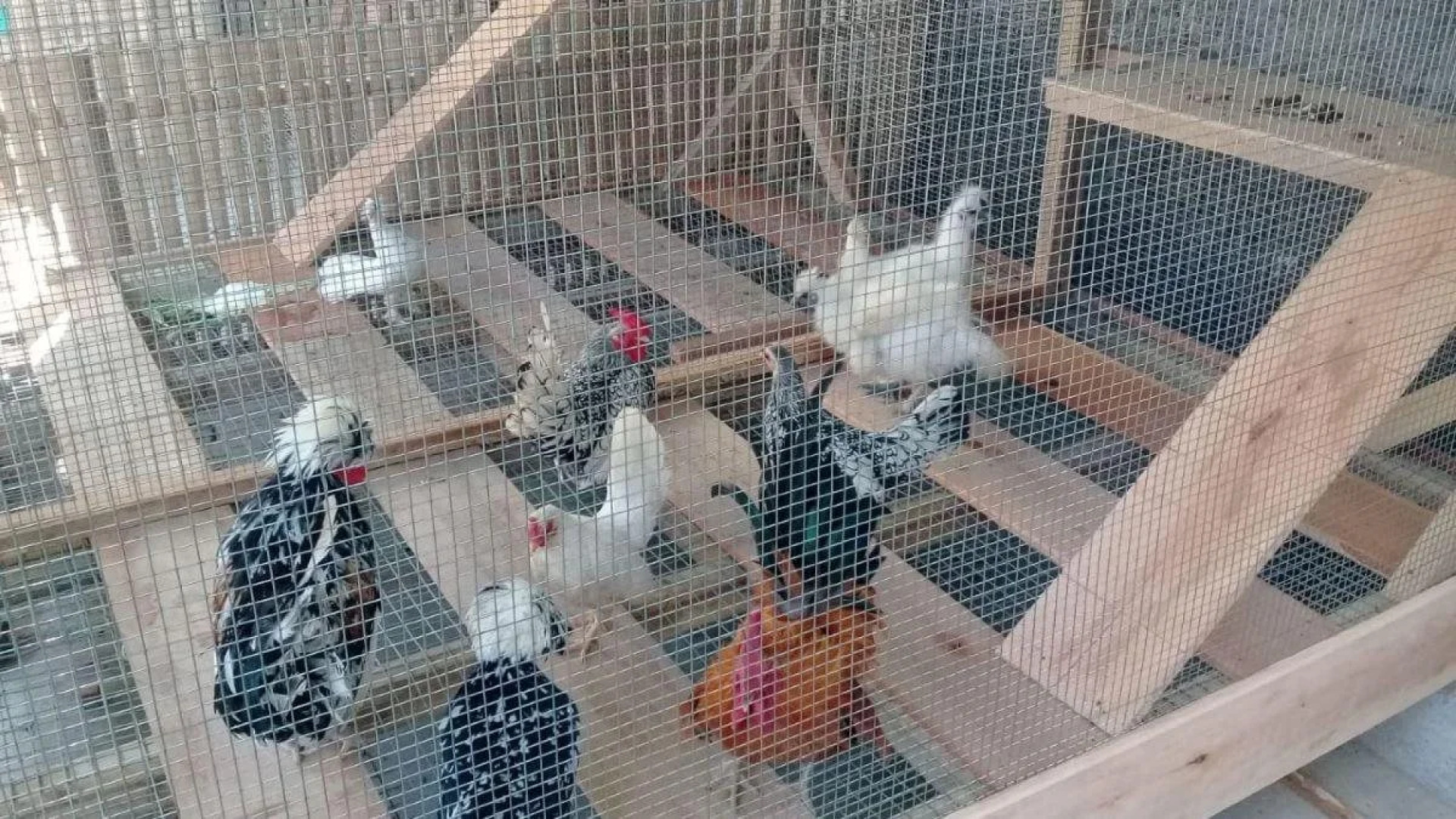 Grand Sunshine Resort & Convention