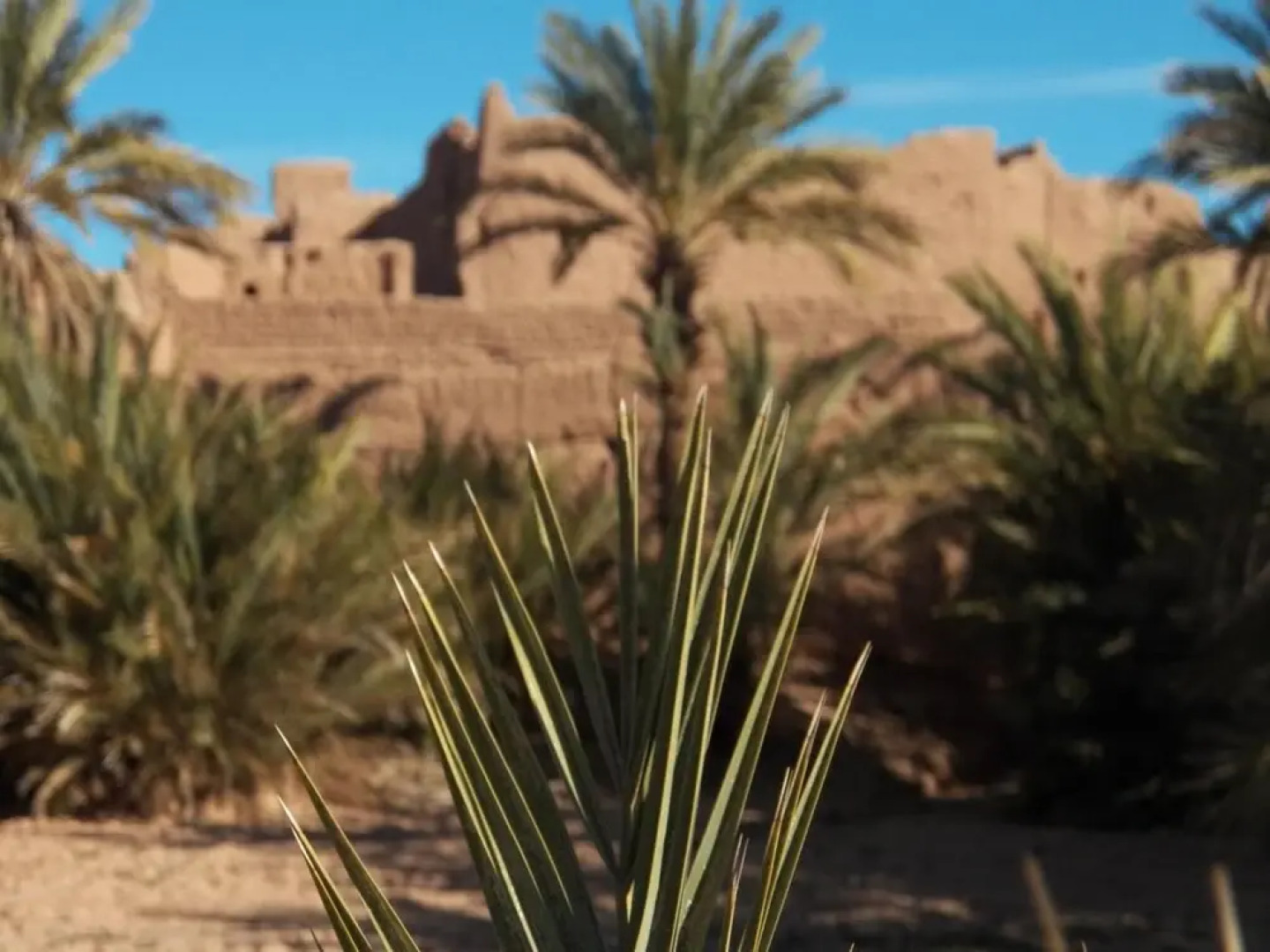 Camping Les Palmeraies