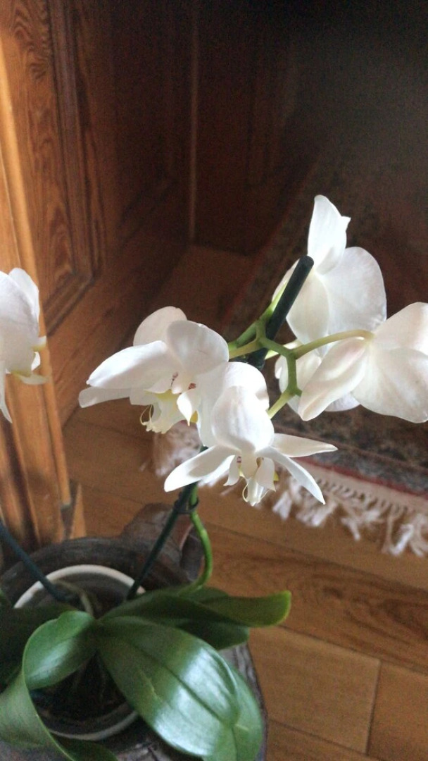 Seaholm Bed And Breakfast