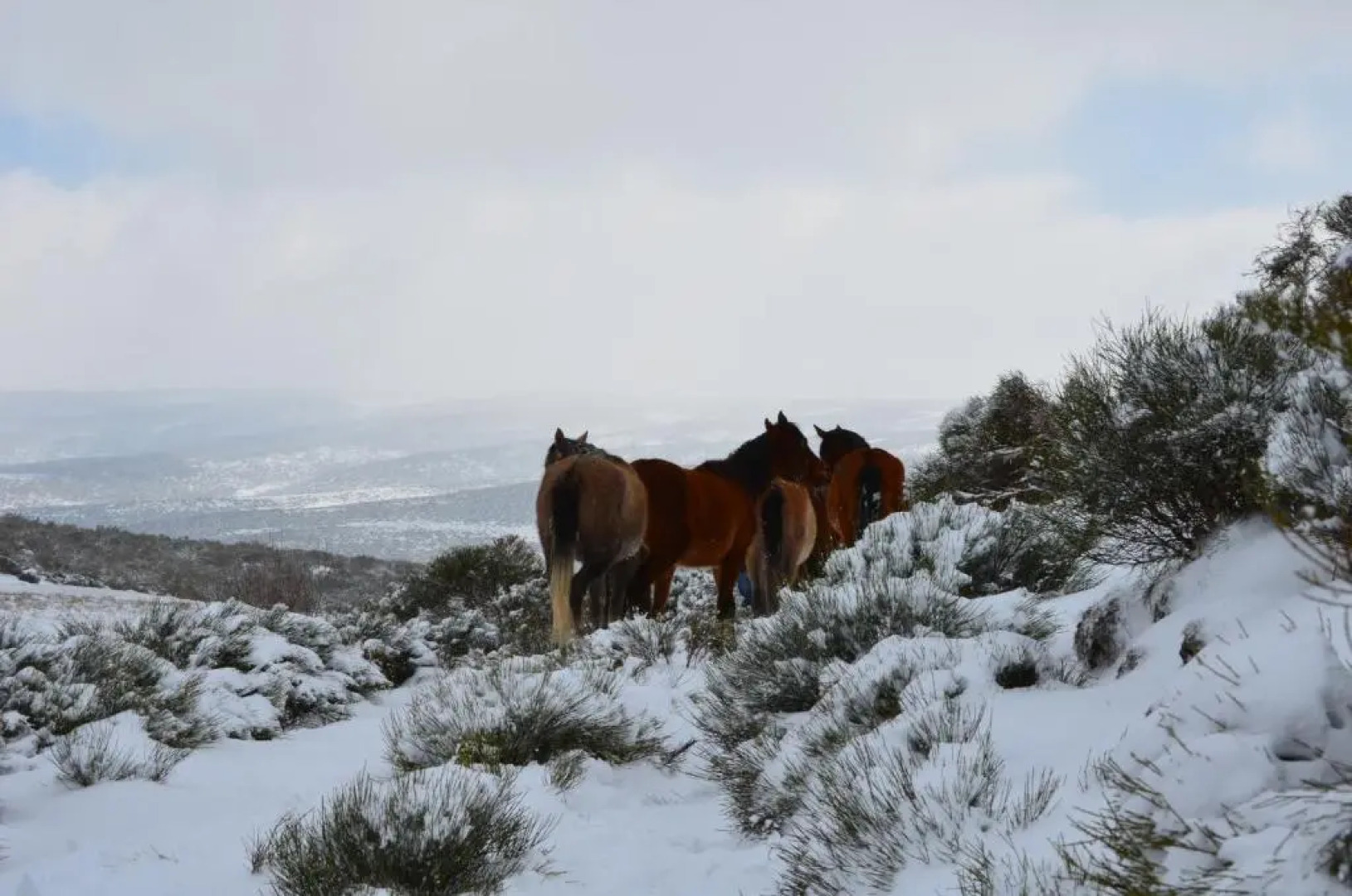 Apartamento Almanzor