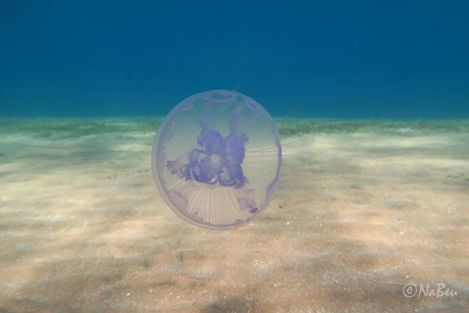 Bait al Aqaba Dive Center & Resort