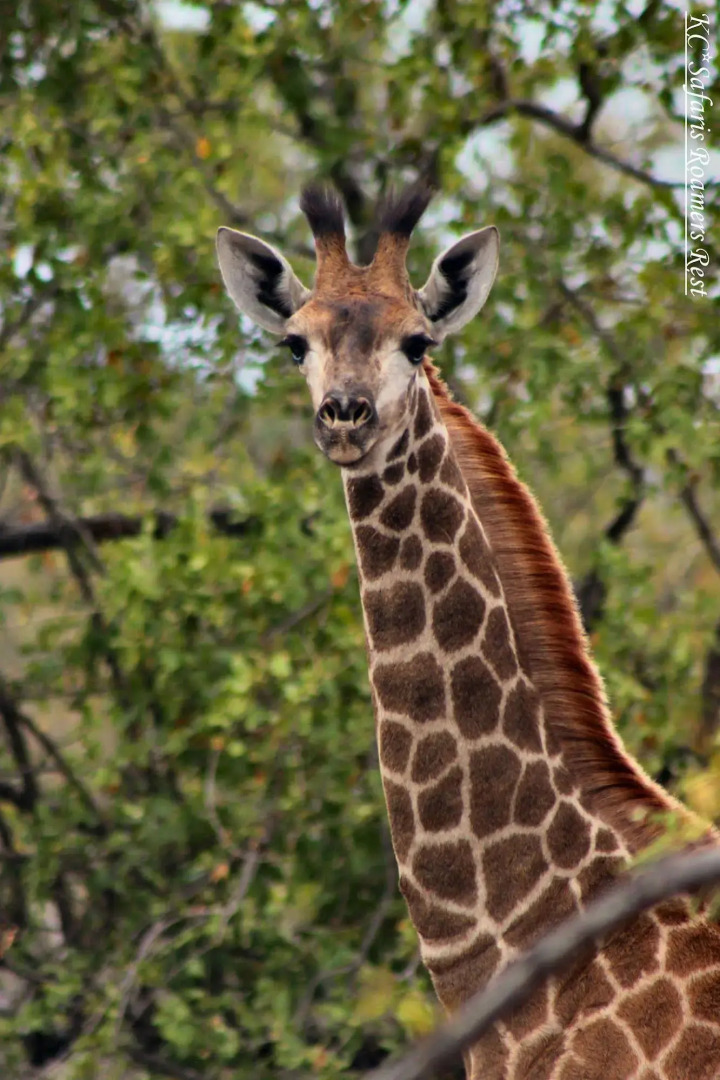 Roamers Rest Safari Lodge