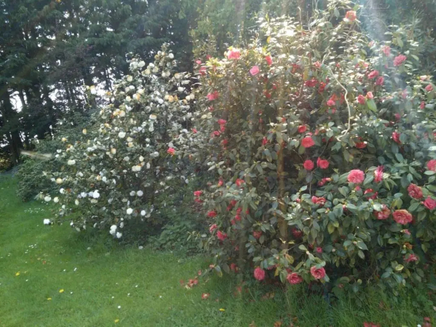 Domaine des Celestins