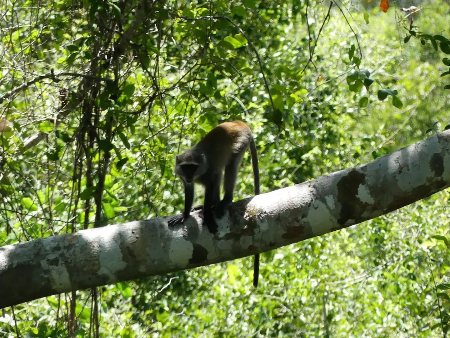 Wami River Bush Retreat - Kisampa