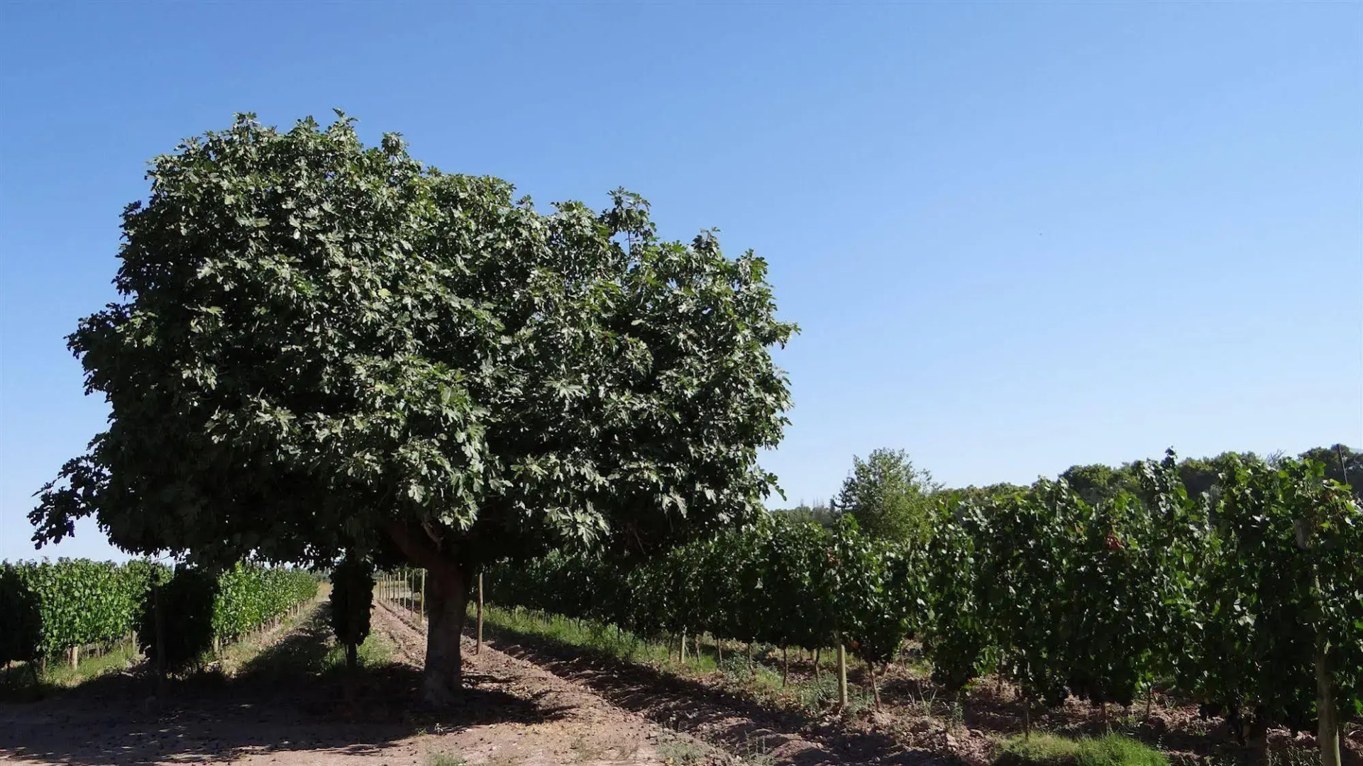 Posada Cavieres Wine Farm