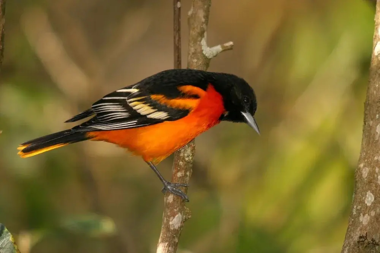 Yatama Ecolodge Sarapiqui