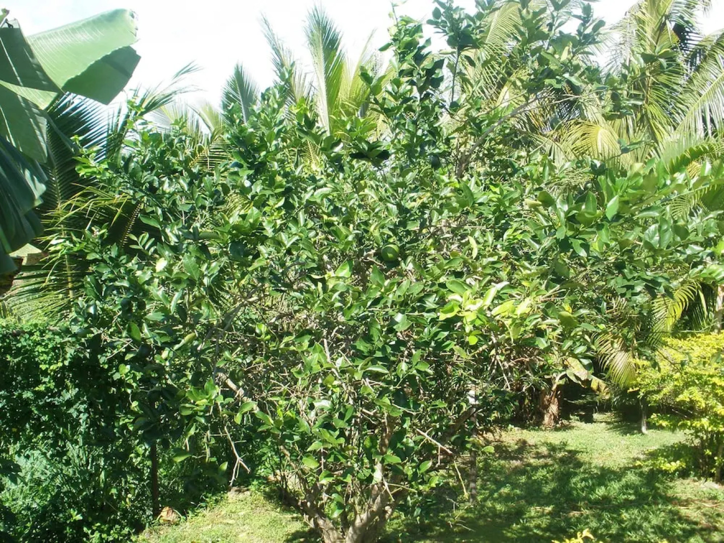 Shalini Garden Hotel & Apartment