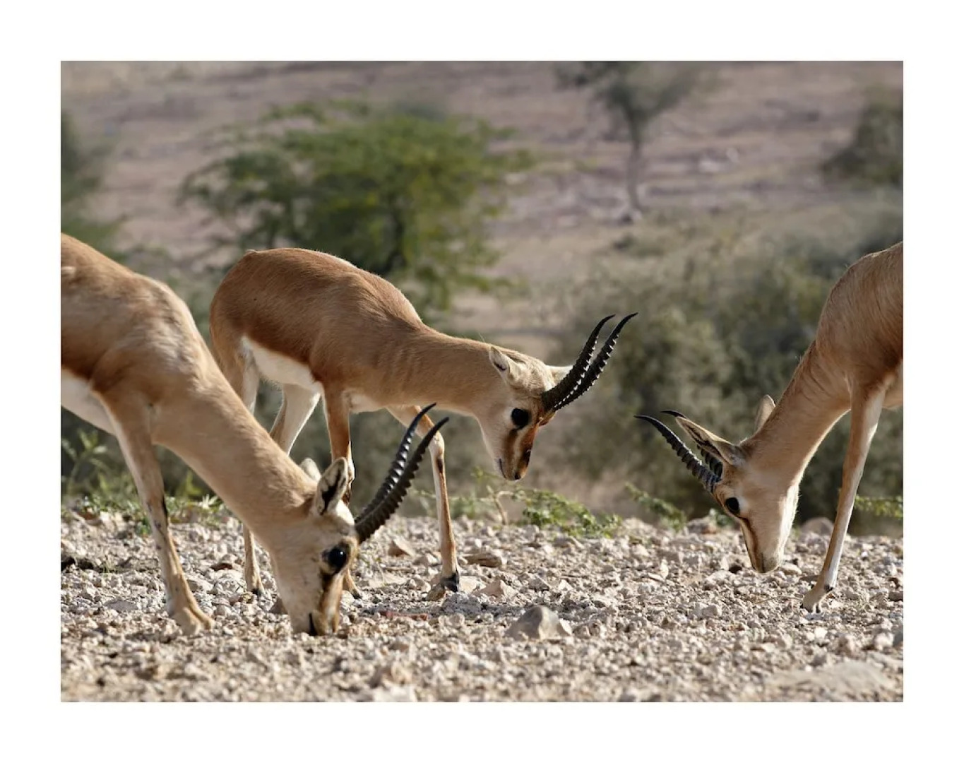 Manvār Shergarh, The Desert Resort