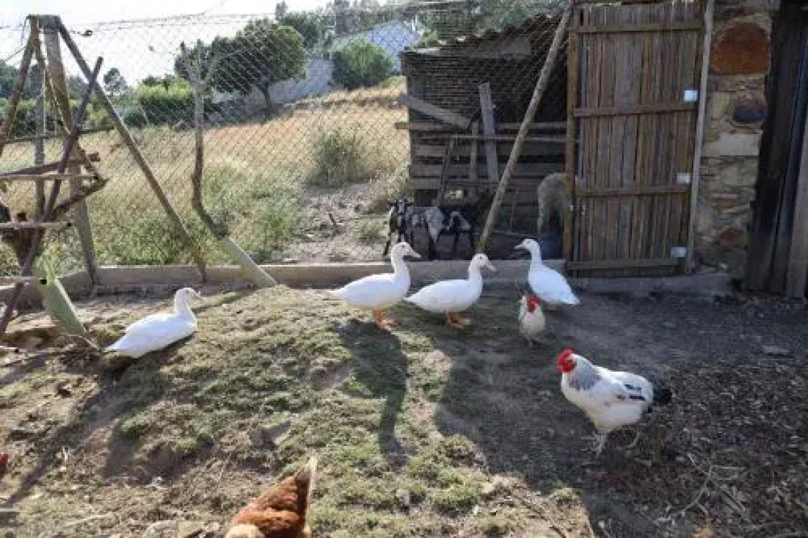 Apartamentos Rurais - Casas do Lagar