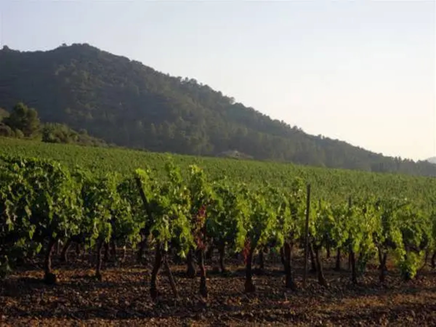 Apartamentos Ca La Pauleta