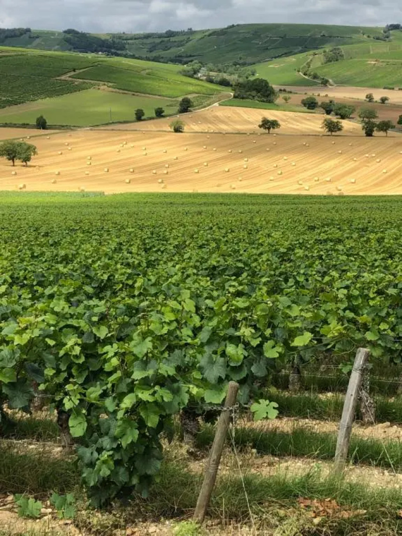 Sancerre Sunflower - Tournesol de Sancerre