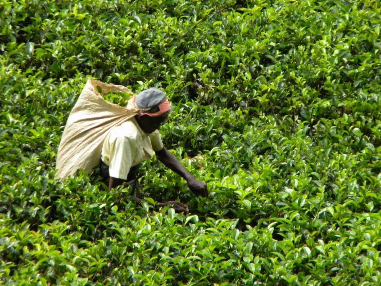 Aelam Home Stay Cabana