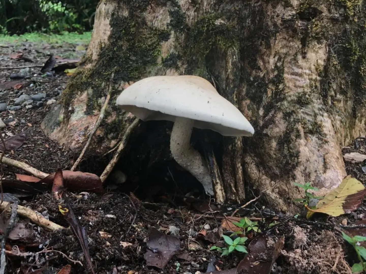 Palapa Hut Nature Hostel & Campground