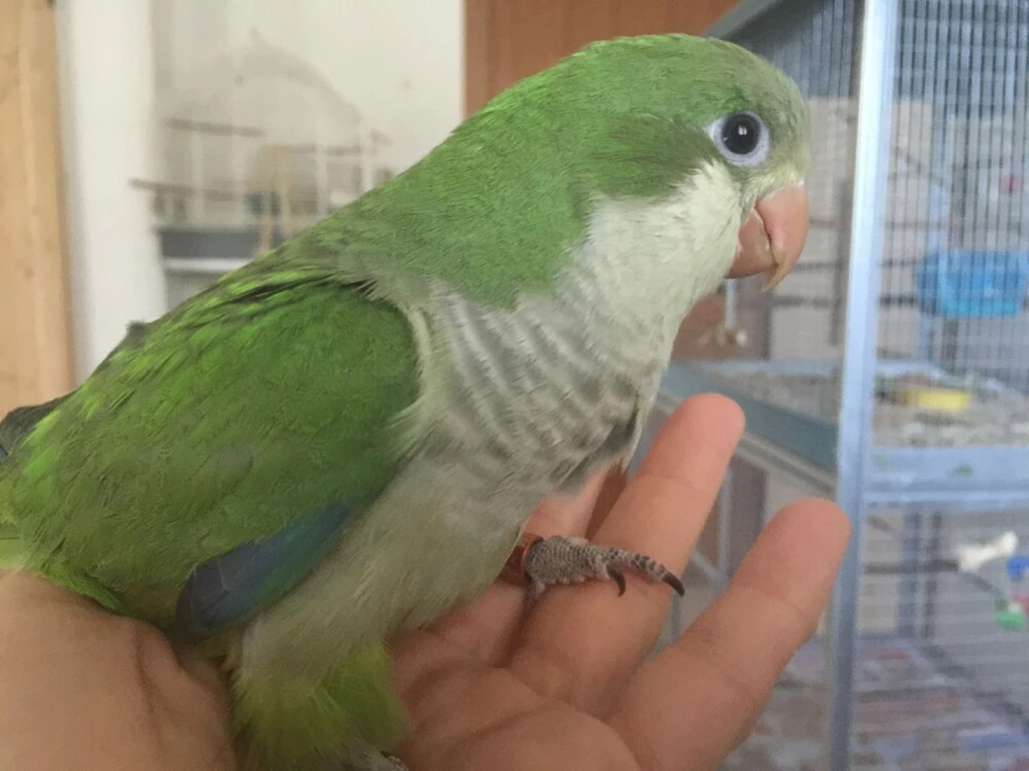 ilgiardinoincantato.it