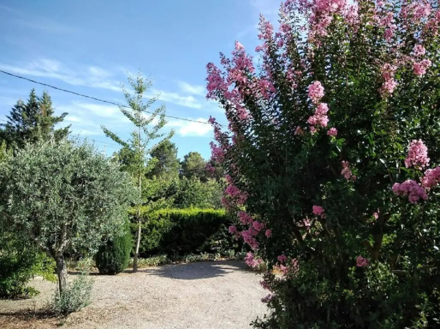 la Mésange Bleue du VERDON