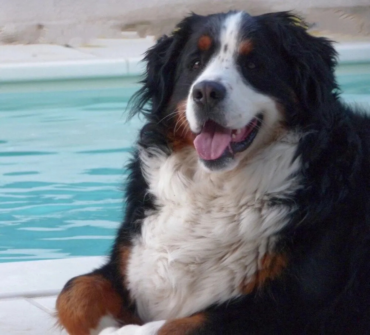 B&B Festival au calme ST DIDIER