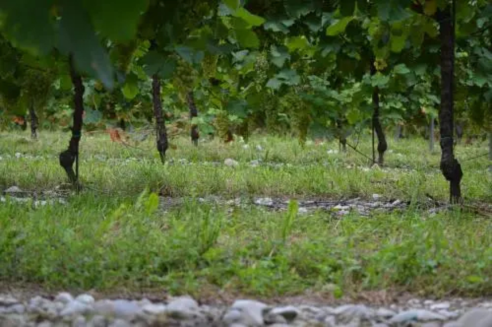 Agriturismo Quinta della Luna