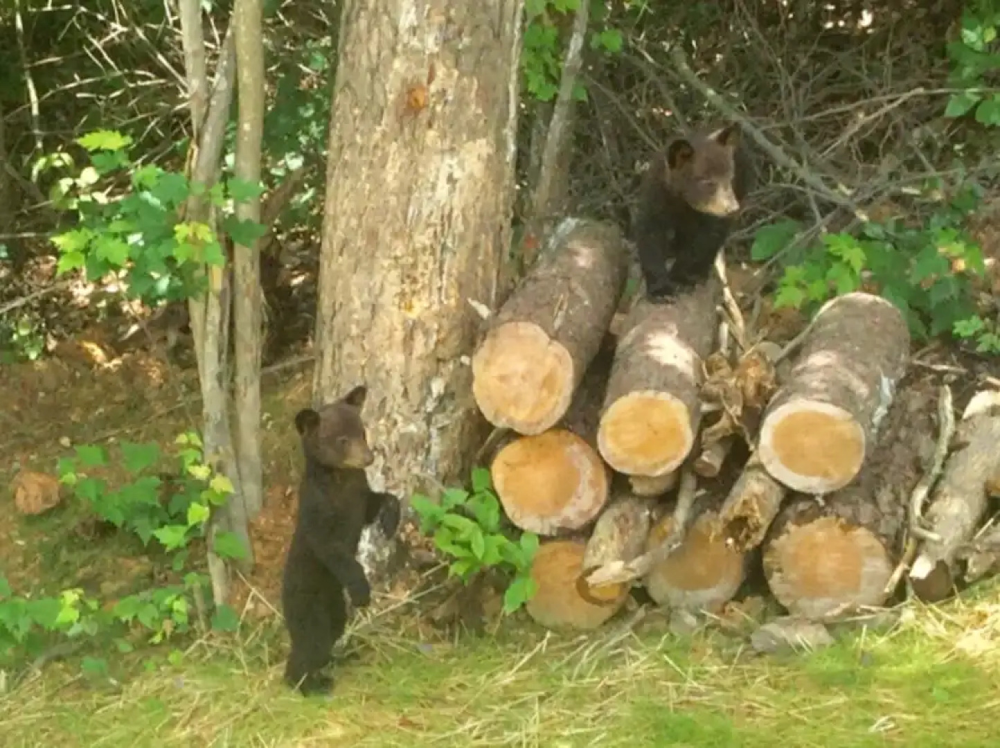 Roundtop Mountain Ridge