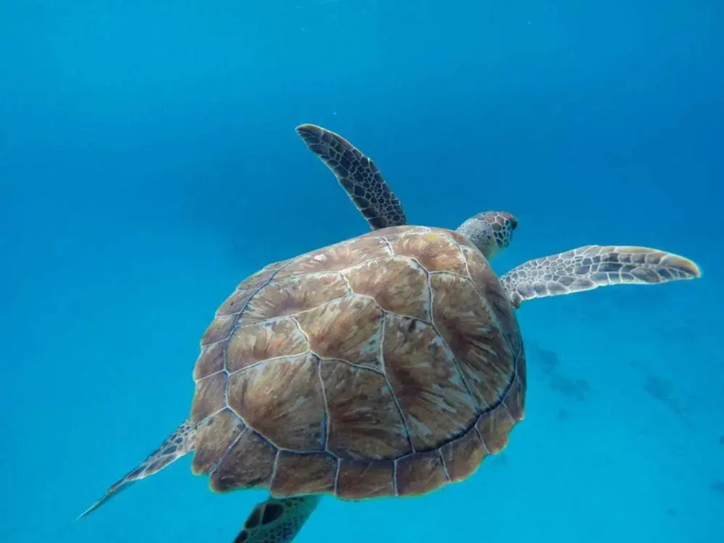 Pietermaai Apartments