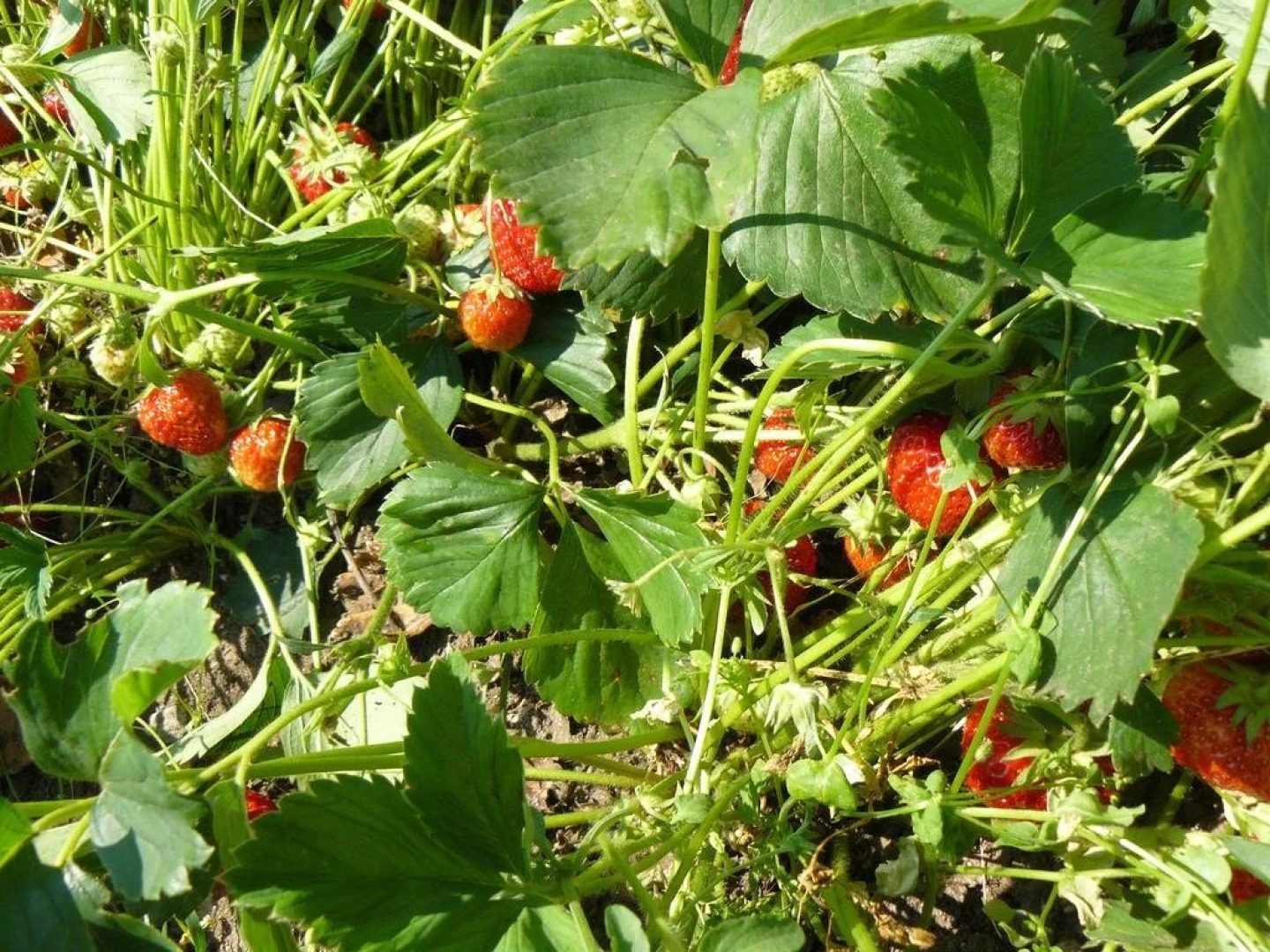 Bio-Hotel Moravsko Village