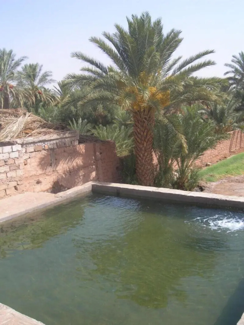 Camping Les Palmeraies