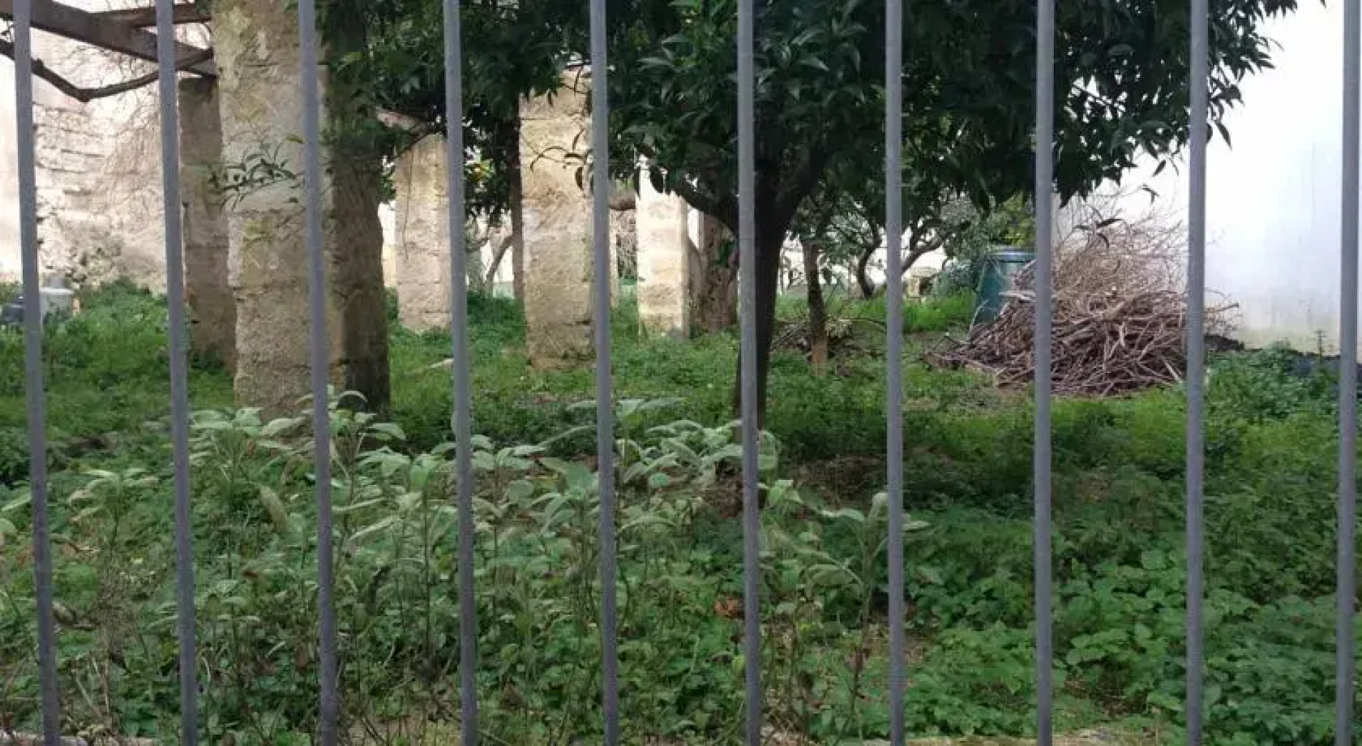 Corteminerva Gelso Bianco