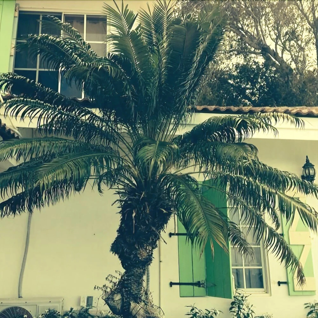 Habitation Jouissant