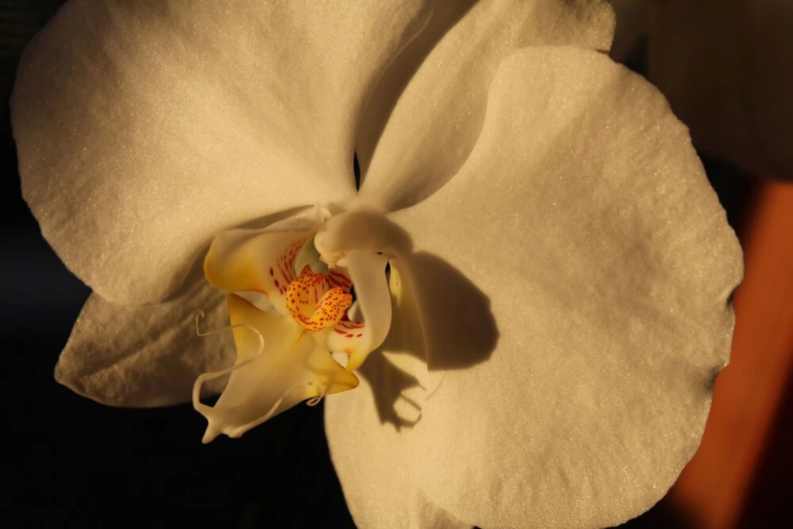 SweetSpotStay-Enchanted Grotto