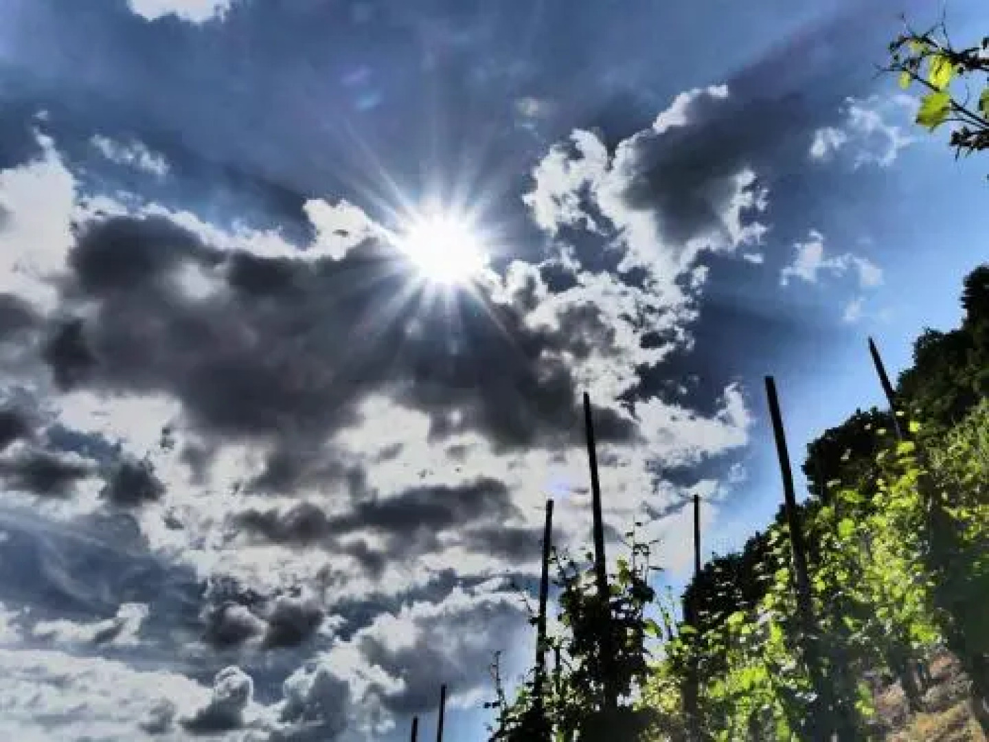 Hotel Haus am Rebstock