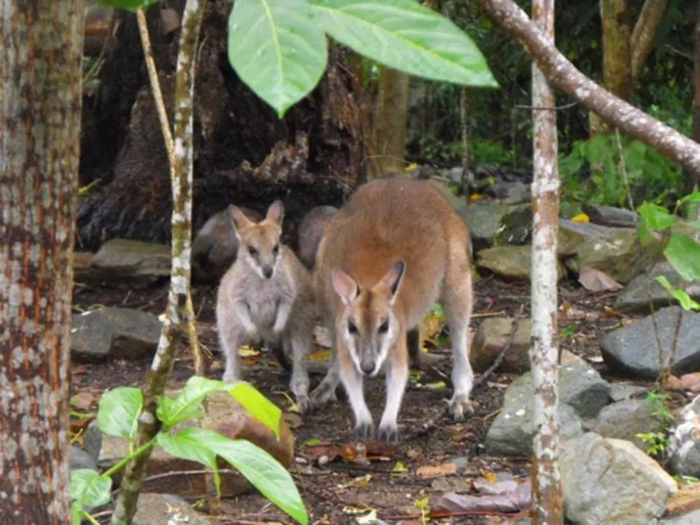 Yachtsmans Paradise, Whitsundays